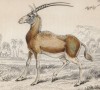 Саблерогая антилопа (Antilope besoartria (лат.)) (лист 24 тома XI "Библиотеки натуралиста" Вильяма Жардина, изданного в Эдинбурге в 1843 году)