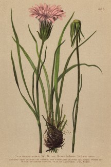Козелец розовый (Scorzonera rosea (лат.)) (из Atlas der Alpenflora. Дрезден. 1897 год. Том V. Лист 486)