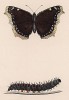 Бабочка траурница (лат. Papilio Antiopa) и ее гусеница. History of British Butterflies Френсиса Морриса. Лондон, 1870, л.31