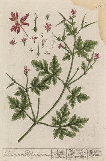 Герань, или журавельник (Geranium (лат.)) — главный род семейства гераниевые. Всего известно до 100 видов трав и полукустарников, рассеянных по всему свету (лист 480 "Гербария" Элизабет Блеквелл, изданного в Нюрнберге в 1760 году)