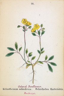 Солнцецвет альпийский (Helianthemum oelandieum (лат.)) (лист 72 известной работы Йозефа Карла Вебера "Растения Альп", изданной в Мюнхене в 1872 году)