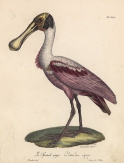 Колпица болотная (лист из альбома литографий "Галерея птиц... королевского сада", изданного в Париже в 1825 году)