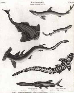 Акулы (в том числе тигровая и рыба-молот) и другие неприятные рыбки из Encyclopaedia Londinensis; or Universal Dictionary of Arts, Sciences and Literature (англ.), составленной Джоном Вилксом, л.II. Лондон, 1814