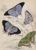 Бабочки 1,2. Polyommatus Marsyas 3,4. P. Endymion (лат.) (лист 26 XXXVI тома "Библиотеки натуралиста" Вильяма Жардина, изданного в Эдинбурге в 1837 году)