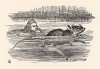 О Мышь! Не знаете ли вы, как выбраться из этой лужи? (иллюстрация Джона Тенниела к книге Льюиса Кэрролла «Алиса в Стране Чудес», выпущенной в Лондоне в 1870 году)