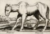 Носорог странноватый (лист из альбома Nova raccolta de li animali piu curiosi del mondo disegnati et intagliati da Antonio Tempesta... Рим. 1651 год)