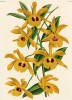 Орхидея DENDROBIUM HOOKERIANUM (лат.) (лист DCCXXX Lindenia Iconographie des Orchidées - обширнейшей в истории иконографии орхидей. Брюссель, 1901)