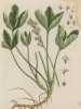 Трилистник водяной, или марсилия (Trifolium palustre (лат.)) (лист 474 "Гербария" Элизабет Блеквелл, изданного в Нюрнберге в 1760 году)