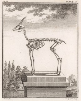 Скелет на пьедестале (лист XXX иллюстраций к двенадцатому тому знаменитой "Естественной истории" графа де Бюффона, изданному в Париже в 1764 году)