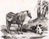 Верховой охотничий пони с собачками. Лист 4 из книги The Book of animals drawn from nature, выпущенной одним из лучших художников-анималистов середины XIX века Уильямом Барро и известным литографом Томасом Фэрлендом. Лондон, 1846