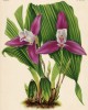 Орхидея LYCASTE x LUCIANI SUPERBA (лат.) (лист DCCLXIX Lindenia Iconographie des Orchidées - обширнейшей в истории иконографии орхидей. Брюссель, 1901)