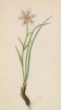 Ллойдия поздняя (Lloydia serotina (лат.)) (лист 392 известной работы Йозефа Карла Вебера "Растения Альп", изданной в Мюнхене в 1872 году)