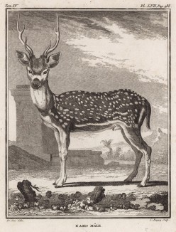 Пятнистый олень (лист LVII иллюстраций к четвёртому тому знаменитой "Естественной истории" графа де Бюффона, изданному в Париже в 1753 году)