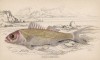 Розовый луциан (Etelis carbunculus (лат.)) (лист 7 XXIX тома "Библиотеки натуралиста" Вильяма Жардина, изданного в Эдинбурге в 1835 году