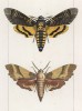 Бабочки Acherontia Atropos и Smerinthus Quercus (лат.) (лист 48)