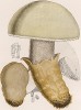 Мухомор яйцевидный; Amanita ovoidea Bull. (лат.). Дж.Бресадола, Funghi mangerecci e velenosi, т.I, л.2. Тренто, 1933