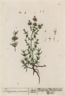 Мята болотная (Pulegium cervinum (лат.)) (лист 304 "Гербария" Элизабет Блеквелл, изданного в Нюрнберге в 1757 году)