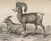 Американские горные баран и овца, или аргали (Ovis montana (лат.)) (лист 13 тома X "Библиотеки натуралиста" Вильяма Жардина, изданного в Эдинбурге в 1843 году)