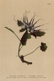 Кольник хохлатый (Phyteuma comosum лат.)) (из Atlas der Alpenflora. Дрезден. 1897 год. Том V. Лист 428)