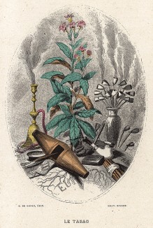 Табак и курительные принадлежности. Les Fleurs Animées par J.-J Grandville. Париж, 1847