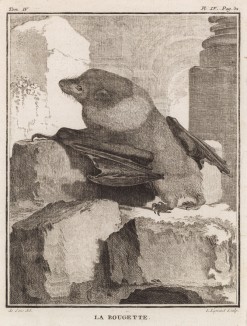 Супруга крылана (лист IV иллюстраций к четвёртому тому знаменитой "Естественной истории" графа де Бюффона, изданному в Париже в 1753 году)