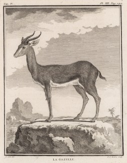Газель (лист XX иллюстраций к пятому тому знаменитой "Естественной истории" графа де Бюффона, изданному в Париже в 1755 году)