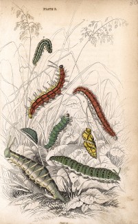 Гусеницы и куколка бабочек. Вильям Жардин, "Библиотека натуралиста". Эдинбург, 1840