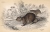 Горный даман. Cape Hypax (англ.). Вильям Жардин, "Библиотека натуралиста". Эдинбург, 1840
