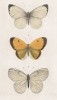 Бабочки 1.Капустница (Pieris brassicae), 2.Colias Edusa и 3.Боярышница (Pieris Crataegi (лат.)) (лист 5)