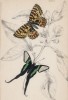 Бабочки 1. Leptocircus Curius 2. Thais (лат.) (лист 5 XXXVI тома "Библиотеки натуралиста" Вильяма Жардина, изданного в Эдинбурге в 1837 году)