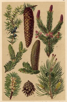 Сосна обыкновенная (Pinus silvestris), ель обыкновенная (Picea excelsa), пихта европейская, или гребенчатая (Abies pectinata), можжевельник обыкновенный (Juniperus communis)