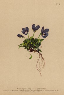 Фиалка альпийская (Viola alpina (лат.)) (из Atlas der Alpenflora. Дрезден. 1897 год. Том III. Лист 274)