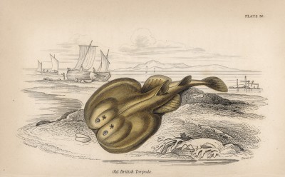 Мраморный скат (Torpedo vulgaris (лат.)) (лист 30 XXXIII тома "Библиотеки натуралиста" Вильяма Жардина, изданного в Эдинбурге в 1843 году)