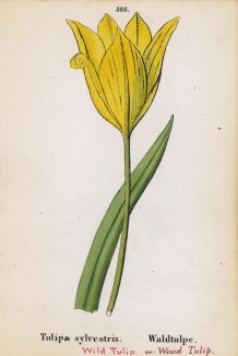 Тюльпан лесной (Tulipa sylvestris (лат.)) (лист 386 известной работы Йозефа Карла Вебера "Растения Альп", изданной в Мюнхене в 1872 году)