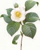 Камелия японская, или камелия белая (фр. camellia blanc, лат. Camellia Japonica). По рисунку Пьера-Жозефа Редуте из английского альбома Fruits and Flowers 1955 года.