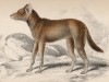 Дикая собака с острова Суматра (Chryseus Sumatrensis (лат.)) по Смиту (лист 9 тома IV "Библиотеки натуралиста" Вильяма Жардина, изданного в Эдинбурге в 1839 году)