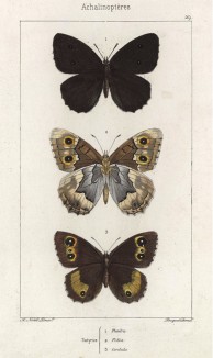 Бабочки рода Satyrus (бархатницы, или сатириды) Phaedra (1), Fidia (2), Cordula (3) (лат.) (лист 29)