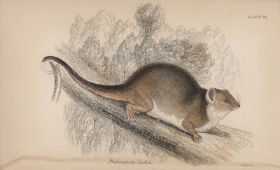 Поссум Кука (Phalangista сookii (лат.)) (лист 25 тома VIII "Библиотеки натуралиста" Вильяма Жардина, изданного в Эдинбурге в 1841 году)