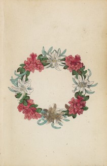 Виньетка в виде венка из альпийских цветов, предваряющая 1-й том работы Йозефа Вебера "Растения Альп" (лист 401)