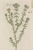 Горная гроздина (Polium montanum (лат.)) -- лекарство от подагры (лист 456 "Гербария" Элизабет Блеквелл, изданного в Нюрнберге в 1760 году)