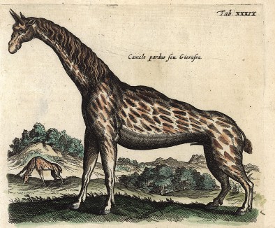 Жираф. Historia naturalis. Амстердам, 1657