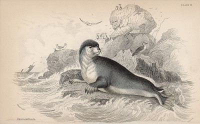 Тюлень-хохлач (Phoca Mitrata (лат.)) (лист 15 тома VI "Библиотеки натуралиста" Вильяма Жардина, изданного в Эдинбурге в 1843 году)
