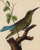 Зелёная щурка, обитающая на Филиппинах (из Table des Planches Enluminées d'Histoire Naturelle de M. D'Aubenton (фр.). Утрехт. 1783 год (лист 57))