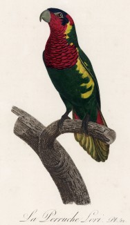 Попугайчик лори (лист 52 иллюстраций к первому тому Histoire naturelle des perroquets Франсуа Левальяна. Изображения попугаев из этой работы считаются одними из красивейших в истории. Париж. 1801 год)