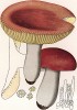 Сырежка Ромелля, Russula Romellii Maire (лат.), съедобна. Дж.Бресадола, Funghi mangerecci e velenosi, т.II, л.124. Тренто, 1933