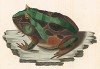 Царевна-лягушка Ceratophrys dorsata (лат.) (из работы "Естественная история Бразилии" почётного члена Российской академии наук принца Максимилиана фон Вид-Нойвида. Веймар. 1827 год) (никому не говорите, что это рогатая жаба)
