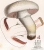 Шампиньон луговой, или печерица, Psalliota campestris Linn. (лат.). Вкусный съедобный гриб. Дж.Бресадола, Funghi mangerecci e velenosi, т.II, л.153. Тренто, 1933