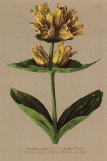 Горечавка точечная (Gentiana punctata (лат.)) (из Atlas der Alpenflora. Дрезден. 1897 год. Том IV. Лист 331)