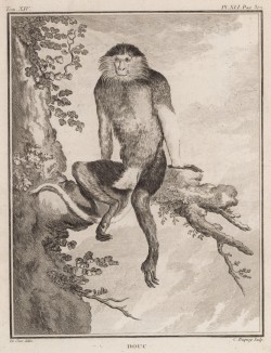 Тонкотелая обезьяна, или пигатрикс, он же лангур. Лист XLI иллюстраций к четырнадцатому тому знаменитой "Естественной истории" графа де Бюффона. Париж, 1766
