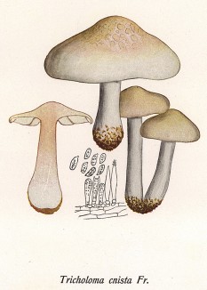 Меланолеука, или меланолевка авенозная, Tricholoma cnista Fr. (лат.), съедобный гриб. Дж.Бресадола, Funghi mangerecci e velenosi, т.I, л.48. Тренто, 1933
